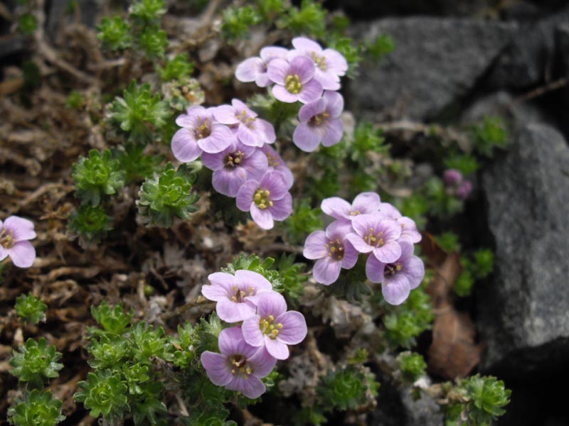 Petrocallis pyrenaica photo